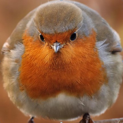 Round